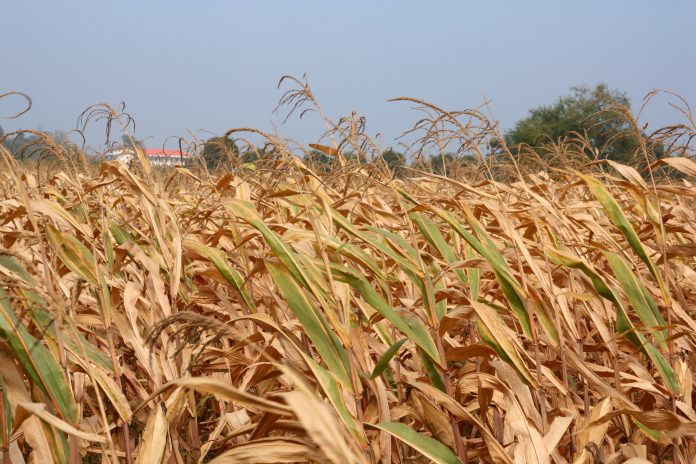 Drought disaster in Thailand countryside