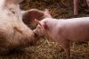 animal welfare, image of two pigs