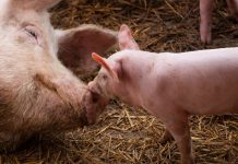 animal welfare, image of two pigs