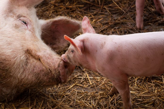 animal welfare, image of two pigs