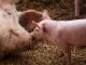 animal welfare, image of two pigs