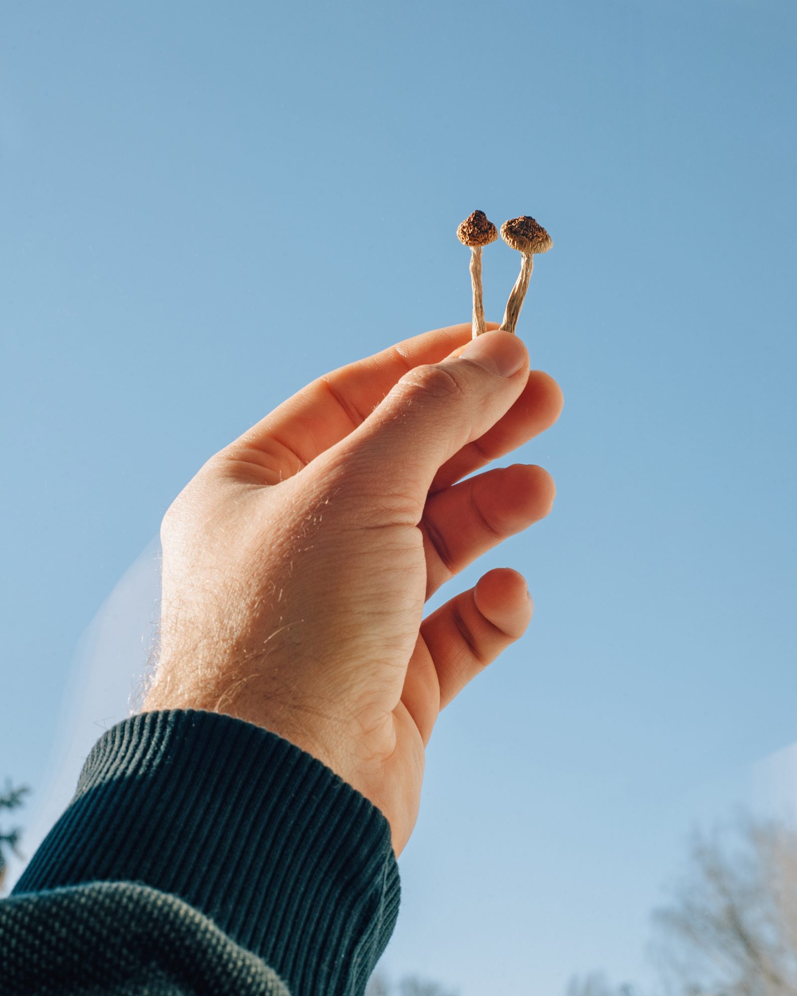 Man holding two liberty cap mushrooms up in the air, against a blue sky