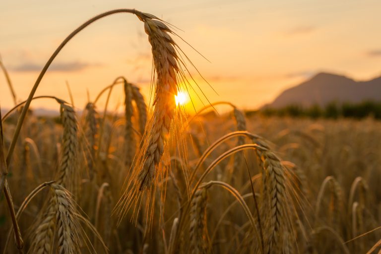 farmer-led research