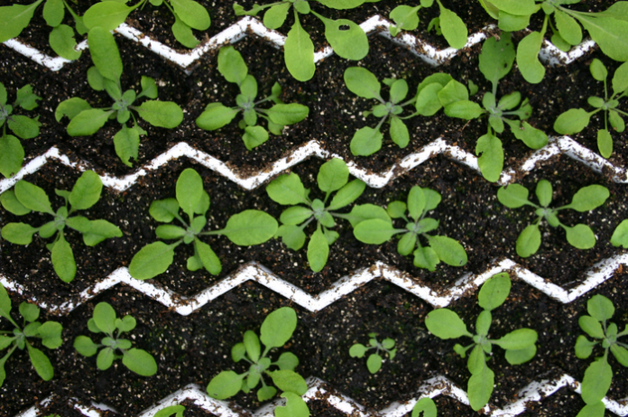 model plant Arabidopsis thaliana used for documenting plant organ development