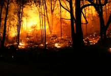 Bushfire/Wildfire closeup at night