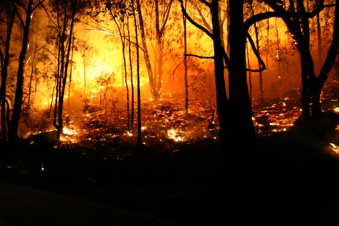 Bushfire/Wildfire closeup at night