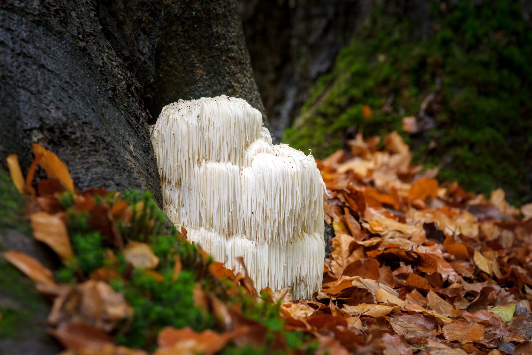 The rare Edible Lion`s Mane Mushroom, Hericium Erinaceus, pruikzwam in the Forest. Beautifully radiant and striking with its white color between autumn leaves and the green moss Photographed on the Veluwe at the leuvenumse forest in the Netherlands.