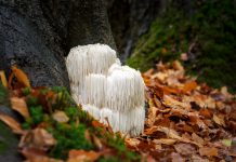 The rare Edible Lion`s Mane Mushroom, Hericium Erinaceus, pruikzwam in the Forest. Beautifully radiant and striking with its white color between autumn leaves and the green moss Photographed on the Veluwe at the leuvenumse forest in the Netherlands.