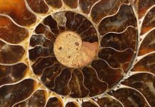 Ammonite Fossil - Cut and Polished Cross-section - Closeup