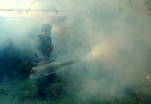 A man fogging at house yard to prevent spread of dengue fever which caused by mosquito.