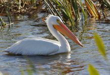 small isolated wetlands in north america, a pelican swimming