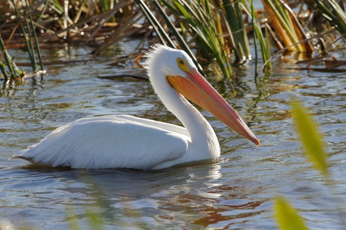 small isolated wetlands in north america, a pelican swimming