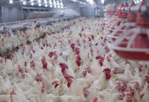 Factory farming chickens, hundreds in small space, food industry