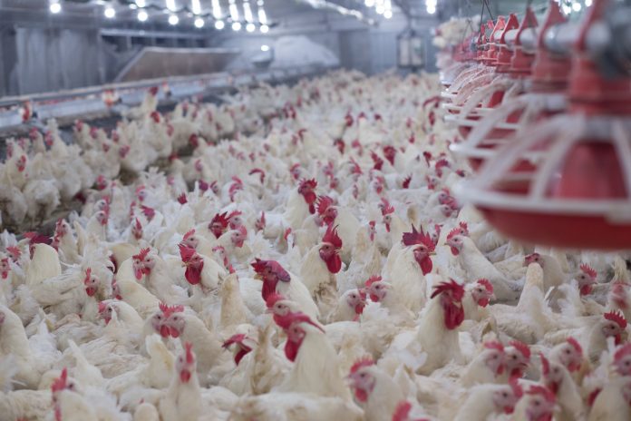 Factory farming chickens, hundreds in small space, food industry