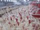 Factory farming chickens, hundreds in small space, food industry