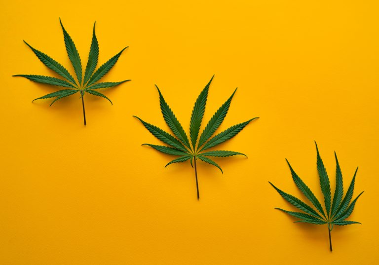 hemp leaves on a yellow background, CBD industry