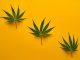 hemp leaves on a yellow background, CBD industry