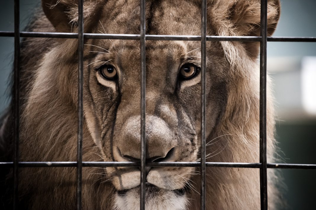 Lion Portrait Behind The Bars