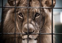 Lion Portrait Behind The Bars