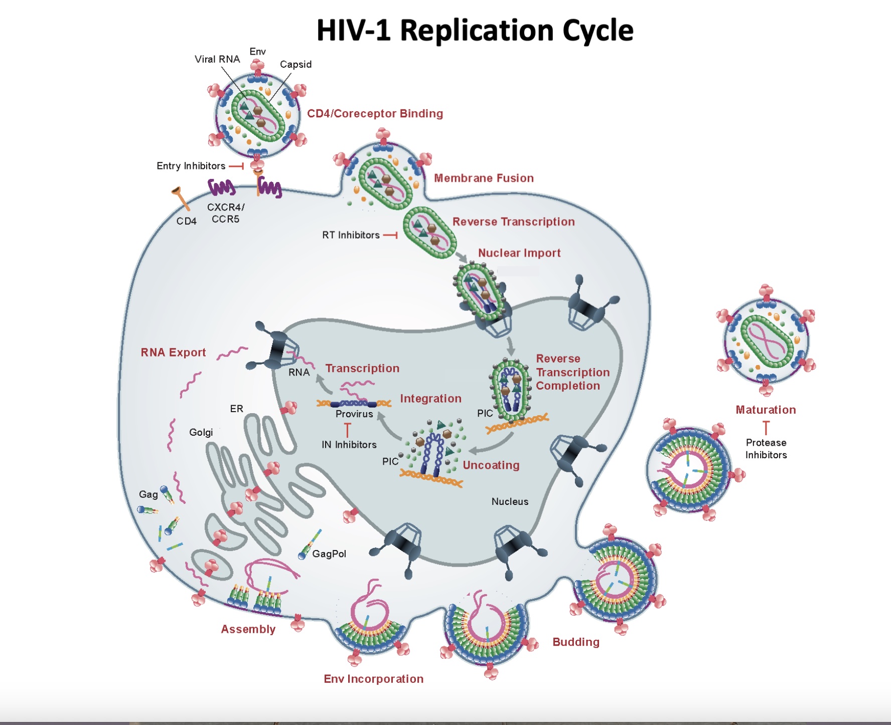 Figure: HIV replication cycle (modified from Kleinpeter and Freed, Viruses, 2020)(1)