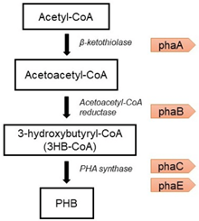 Figure 4: An overview of the PHB production pathway (Carpine R. et. al)
