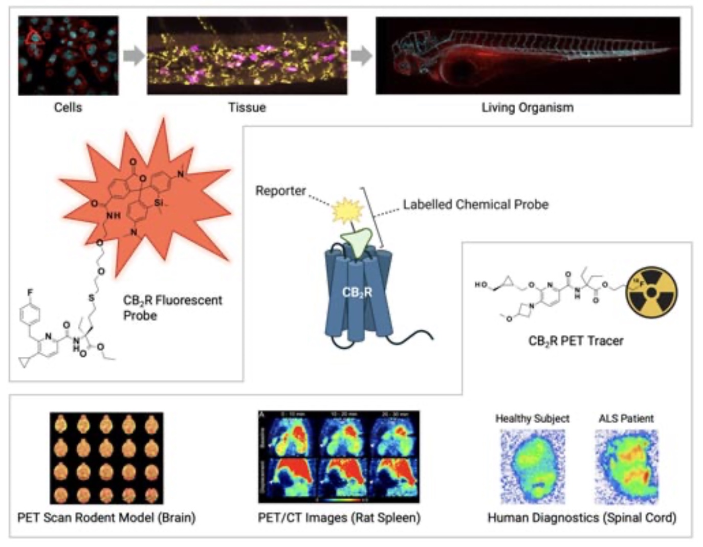 Figure 1: Labelled chemical probes are small molecules that are ligands for a molecular target such as the GPCR CB2R and bear a reporter unit that allows characterization of ligand- target interactions. Such probes address fundamental questions associated with the respective molecular target. They impact all stages of drug discovery programs starting from target identification and validation up to applications as target engagement biomarkers or diagnostics in clinical studies. Figure 1 was created with BioRender.com.