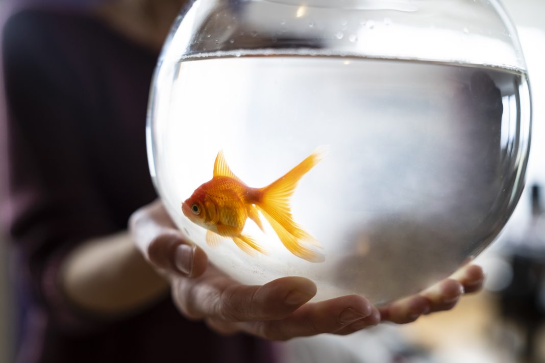 Gold fish in an aquarium, focus on foreground.