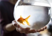 Gold fish in an aquarium, focus on foreground.