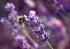 Lavender blossom in a lavender lavender field with a wild bee in the foreground, biodiversity and genetic resource sharing