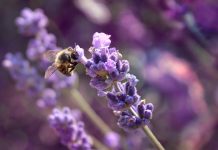 Lavender blossom in a lavender lavender field with a wild bee in the foreground, biodiversity and genetic resource sharing