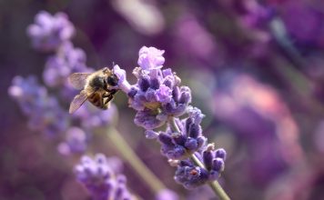 Lavender blossom in a lavender lavender field with a wild bee in the foreground, biodiversity and genetic resource sharing