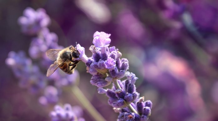 Lavender blossom in a lavender lavender field with a wild bee in the foreground, biodiversity and genetic resource sharing