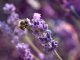 Lavender blossom in a lavender lavender field with a wild bee in the foreground, biodiversity and genetic resource sharing