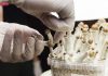 Psylocibin mushrooms growing in magic mushroom breads on an isolated plastic environment being collected by expert hands wearing white latex medical gloves. Fungi hallucinogen drugs production concept