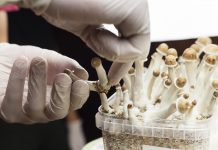 Psylocibin mushrooms growing in magic mushroom breads on an isolated plastic environment being collected by expert hands wearing white latex medical gloves. Fungi hallucinogen drugs production concept