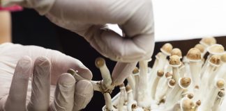Psylocibin mushrooms growing in magic mushroom breads on an isolated plastic environment being collected by expert hands wearing white latex medical gloves. Fungi hallucinogen drugs production concept