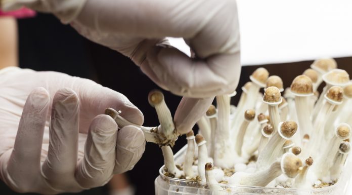 Psylocibin mushrooms growing in magic mushroom breads on an isolated plastic environment being collected by expert hands wearing white latex medical gloves. Fungi hallucinogen drugs production concept