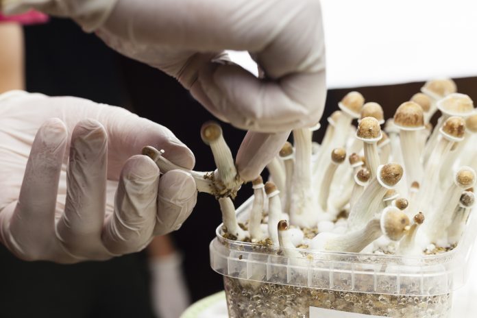 Psylocibin mushrooms growing in magic mushroom breads on an isolated plastic environment being collected by expert hands wearing white latex medical gloves. Fungi hallucinogen drugs production concept