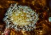 zoanthids colony with hexacorallian polyps