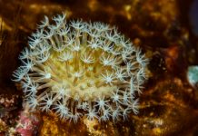 zoanthids colony with hexacorallian polyps