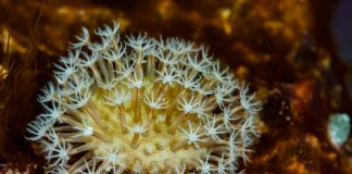 zoanthids colony with hexacorallian polyps