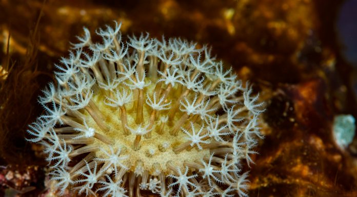 zoanthids colony with hexacorallian polyps