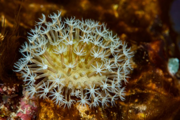 zoanthids colony with hexacorallian polyps