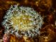 zoanthids colony with hexacorallian polyps