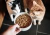 A large bowl with cat food, and two curious cats looking at it, pet food