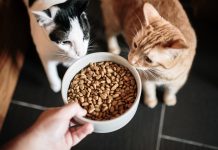 A large bowl with cat food, and two curious cats looking at it, pet food