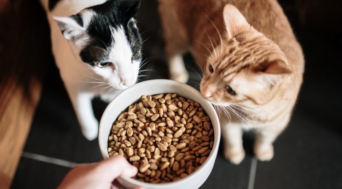 A large bowl with cat food, and two curious cats looking at it, pet food