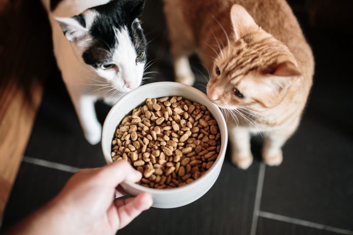 A large bowl with cat food, and two curious cats looking at it, pet food