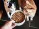 A large bowl with cat food, and two curious cats looking at it, pet food