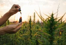 Hemp farmer holding Cbd oil made of Cannabis sativa plant in a dropper and bottle.